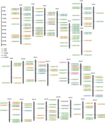 Comprehensive transcriptome analysis of AP2/ERFs in Osmanthus fragrans reveals the role of OfERF017-mediated organic acid metabolism pathway in flower senescence